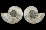 Agatized Ammonite Fossil - Madagascar #111471-1